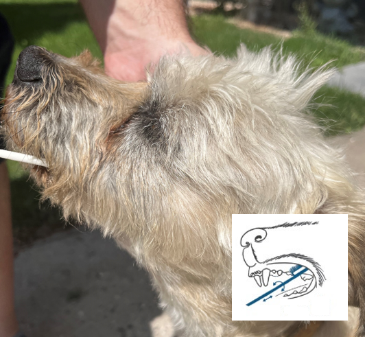 The head of a dog is gently held while the DNA cheek swab sample is taken. On the bottom part of the picture there is an additional visualization on the correct placement of the brush between the gums and inner cheek of the dog.